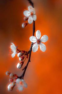 fleur1