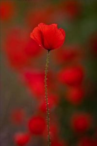 fleur3