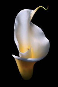 fleur4
