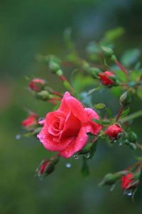 fleur5